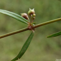 Scleromitrion diffusum (Willd.) R.J.Wang
